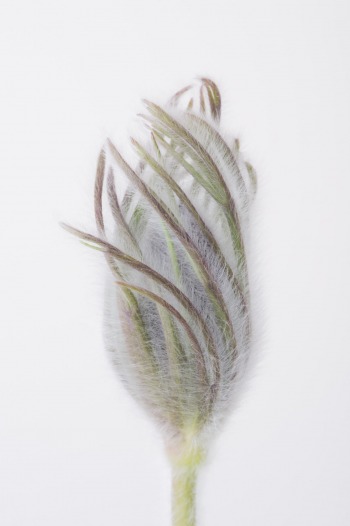 Fluffy thoughts of spring